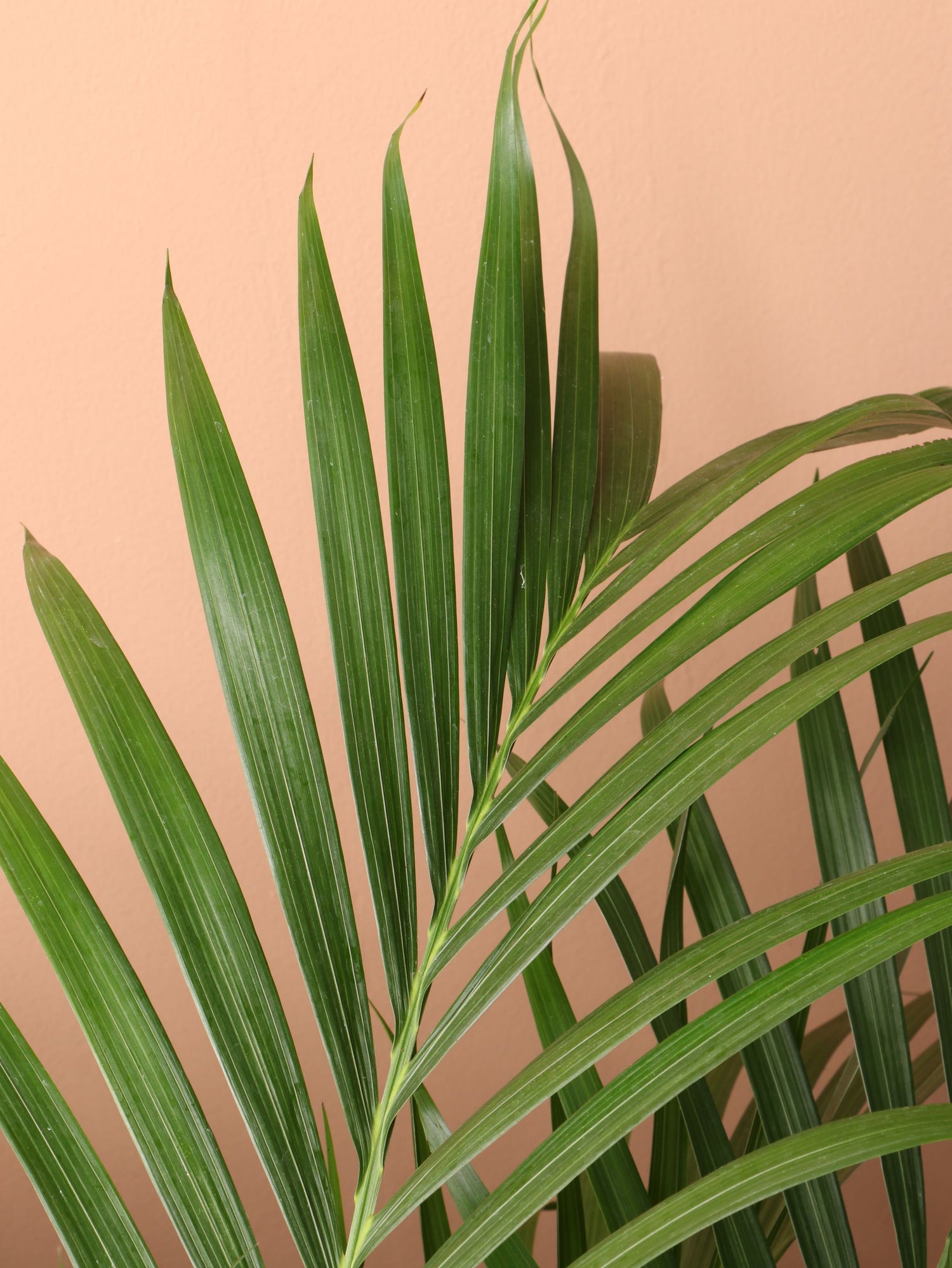 cat palm leaves Buy Large Cat Palm Online | Indoor Palm