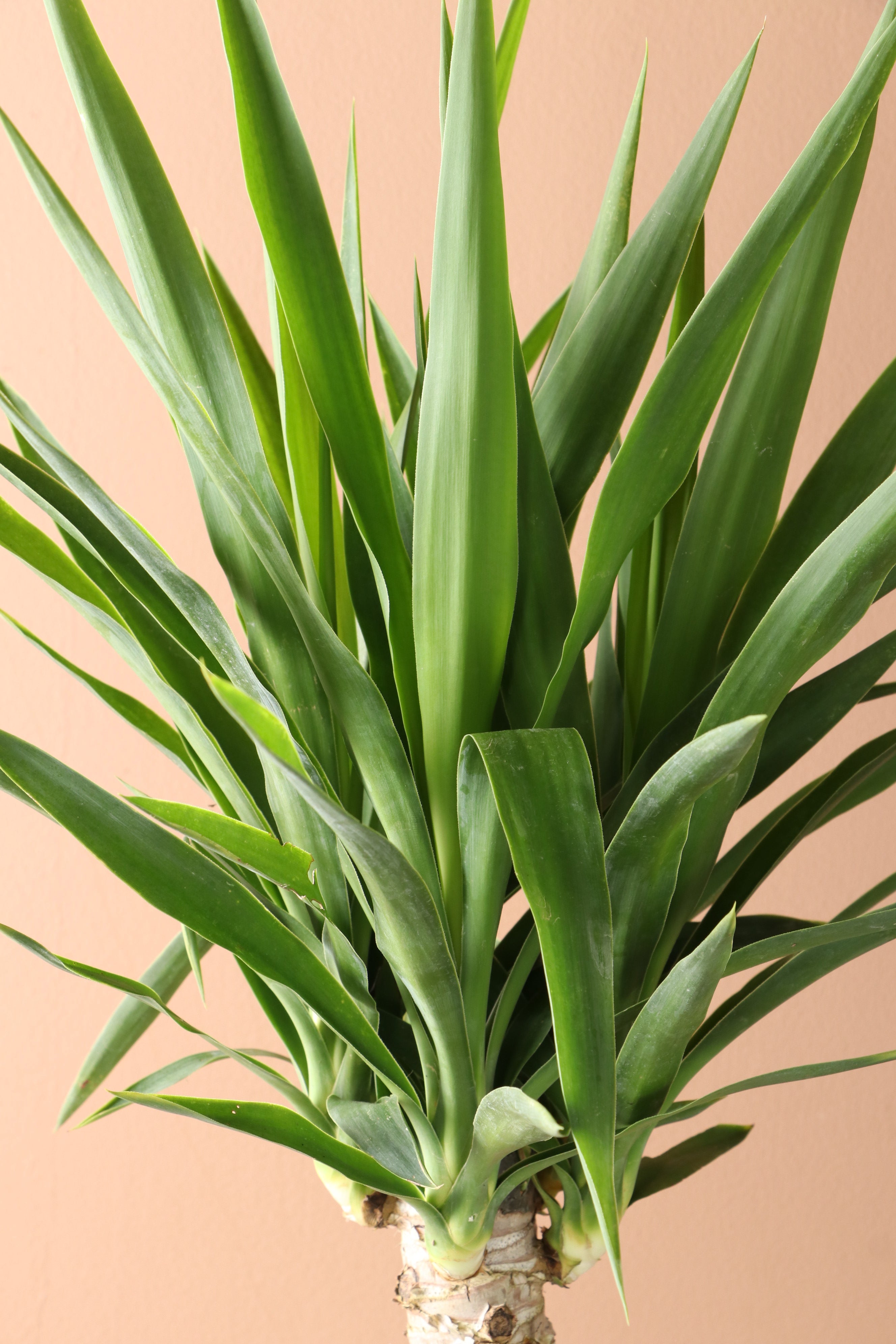 Desktop Yucca Cane Delivered Tomorrow To NYC, NJ, CT, Boston