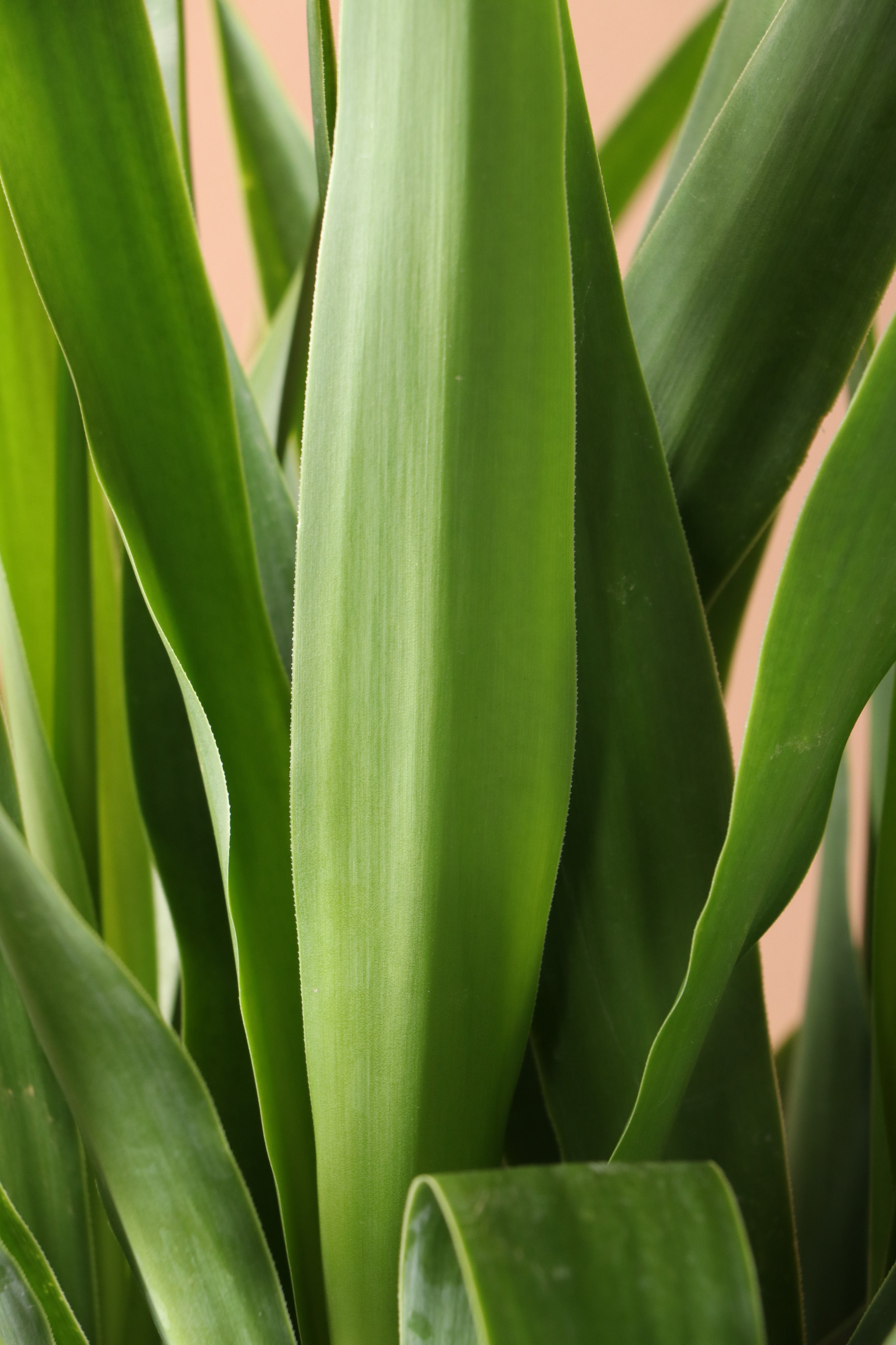 Medium Yucca Cane