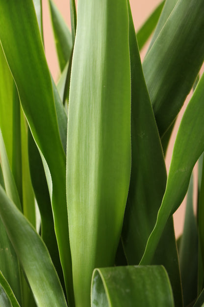 Medium Yucca Cane