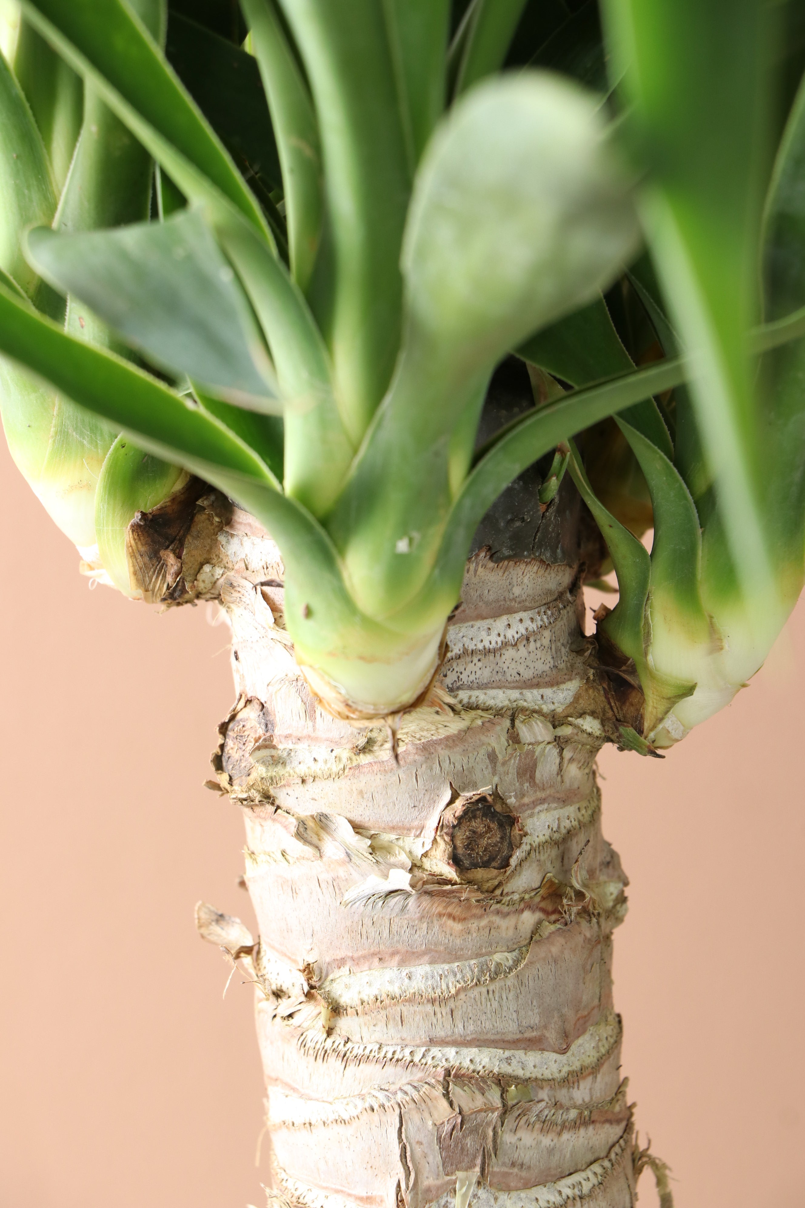 Medium Yucca Cane