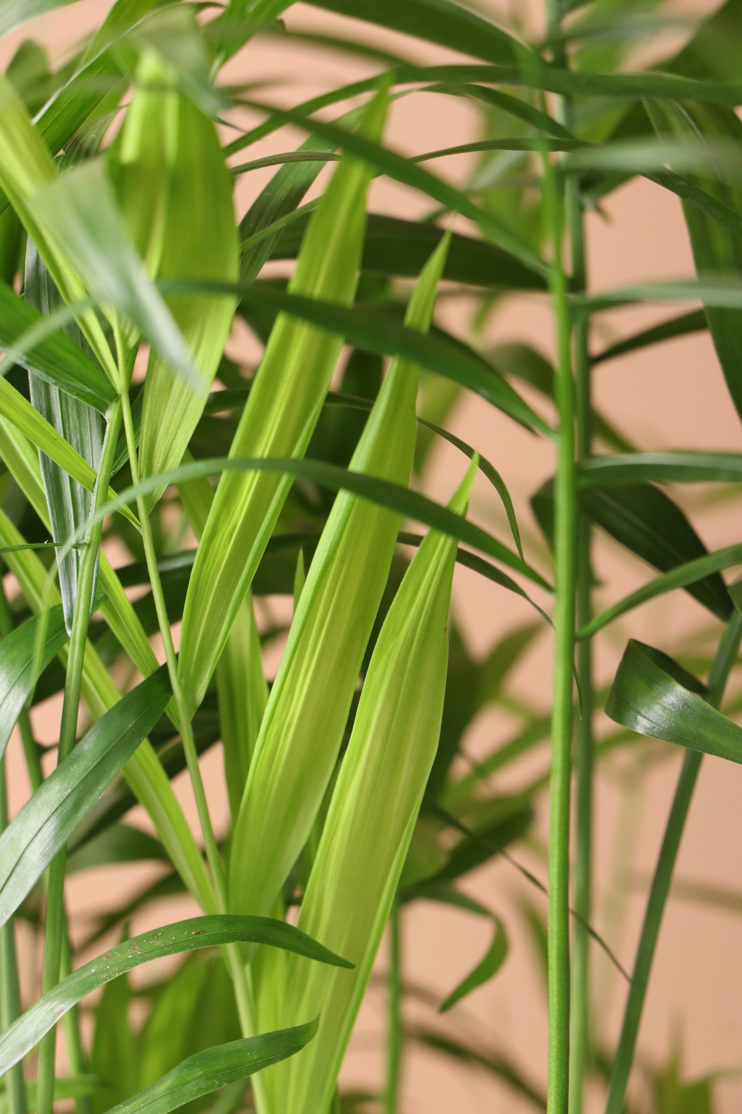 Desktop Parlor Palm | Delivered Fast, Arrives Tomorrow