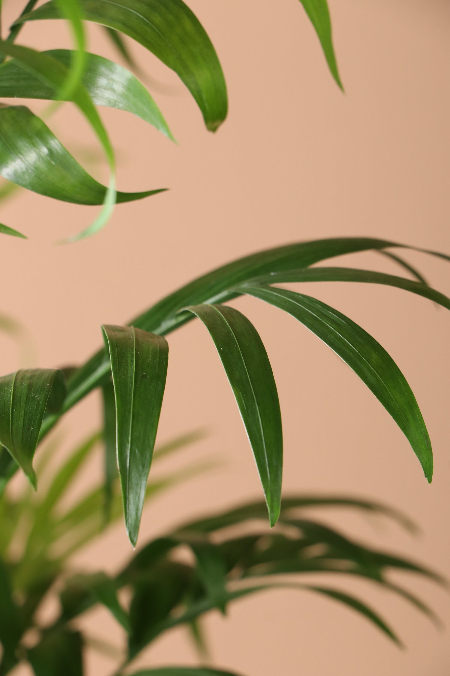 Desktop Parlor Palm | Delivered Fast, Arrives Tomorrow