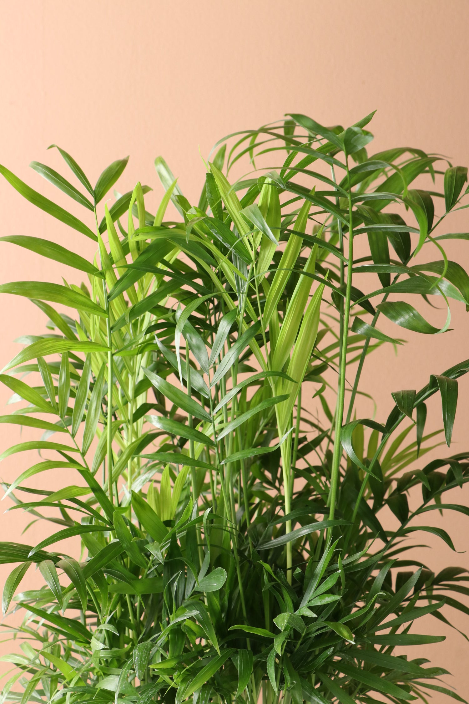 true lavender plant Lavender Seeds main image 0