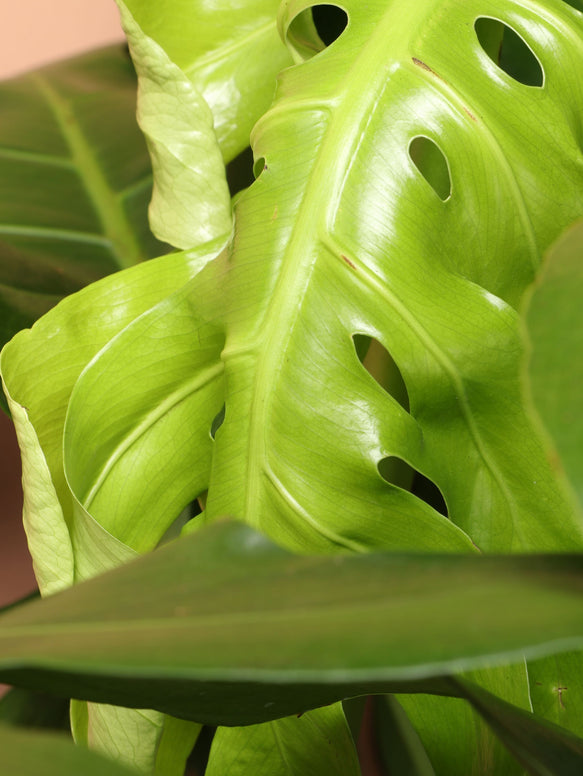 Large Monstera deliciosa