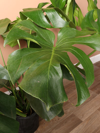 Large Monstera deliciosa
