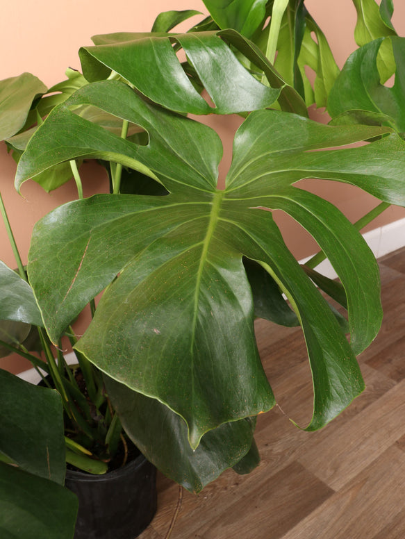 Large Monstera deliciosa