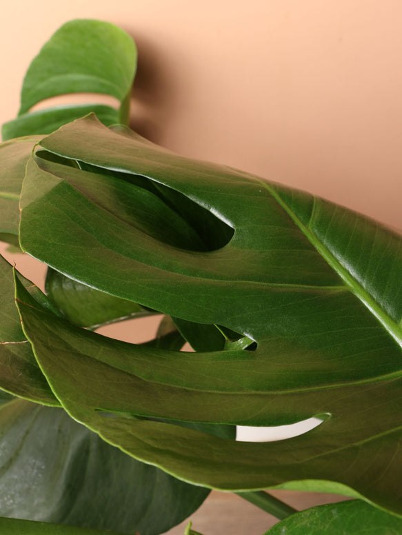 Large Monstera deliciosa