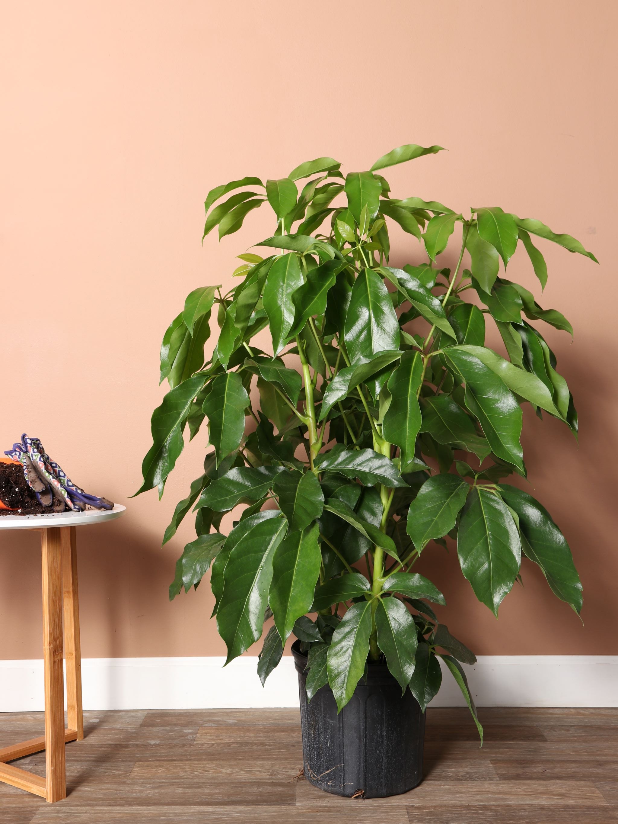 Large Schefflera &