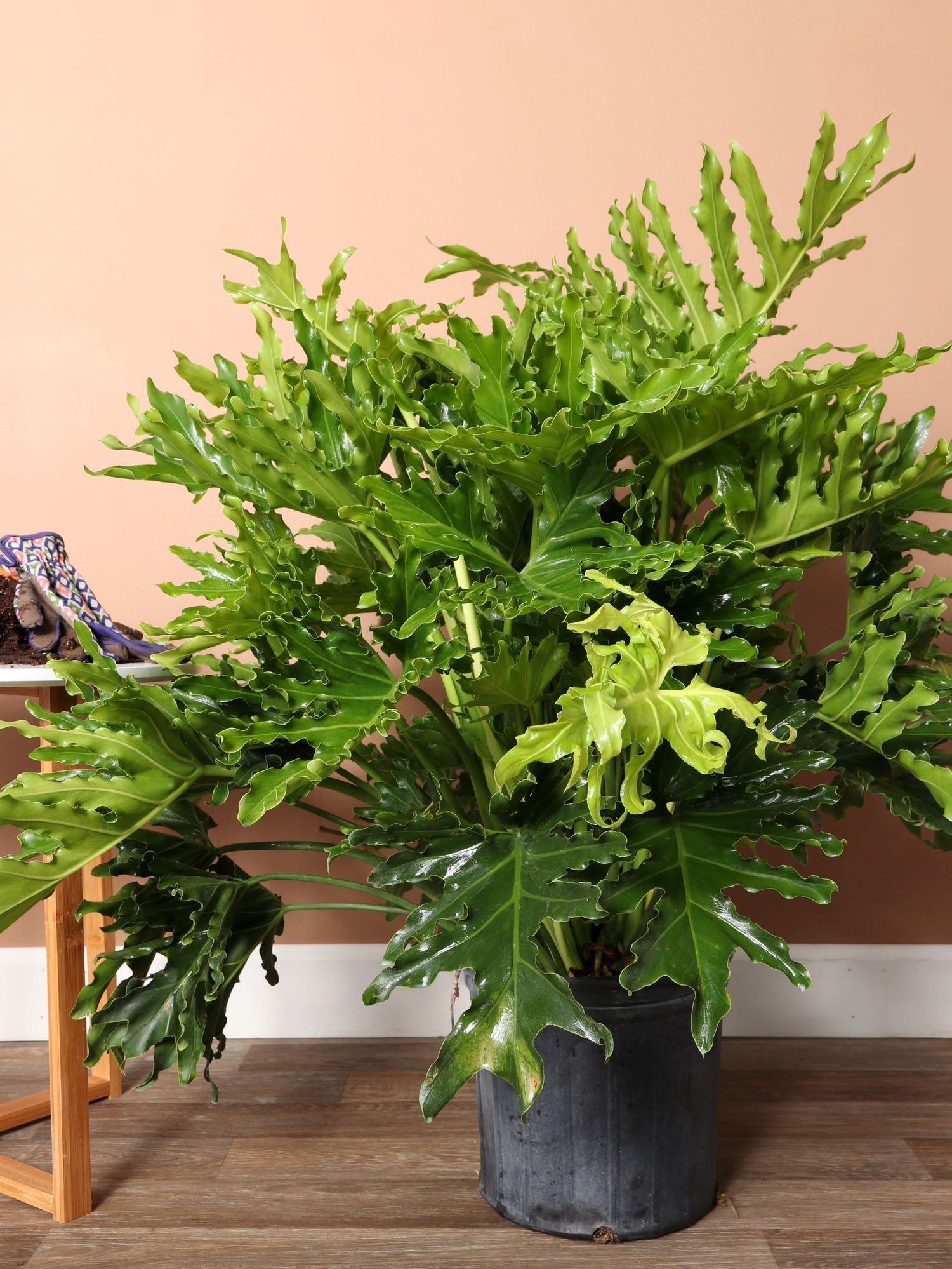 selloum indoor plant Buy Philodendron 'Selloum' Online | Large Indoor Plant