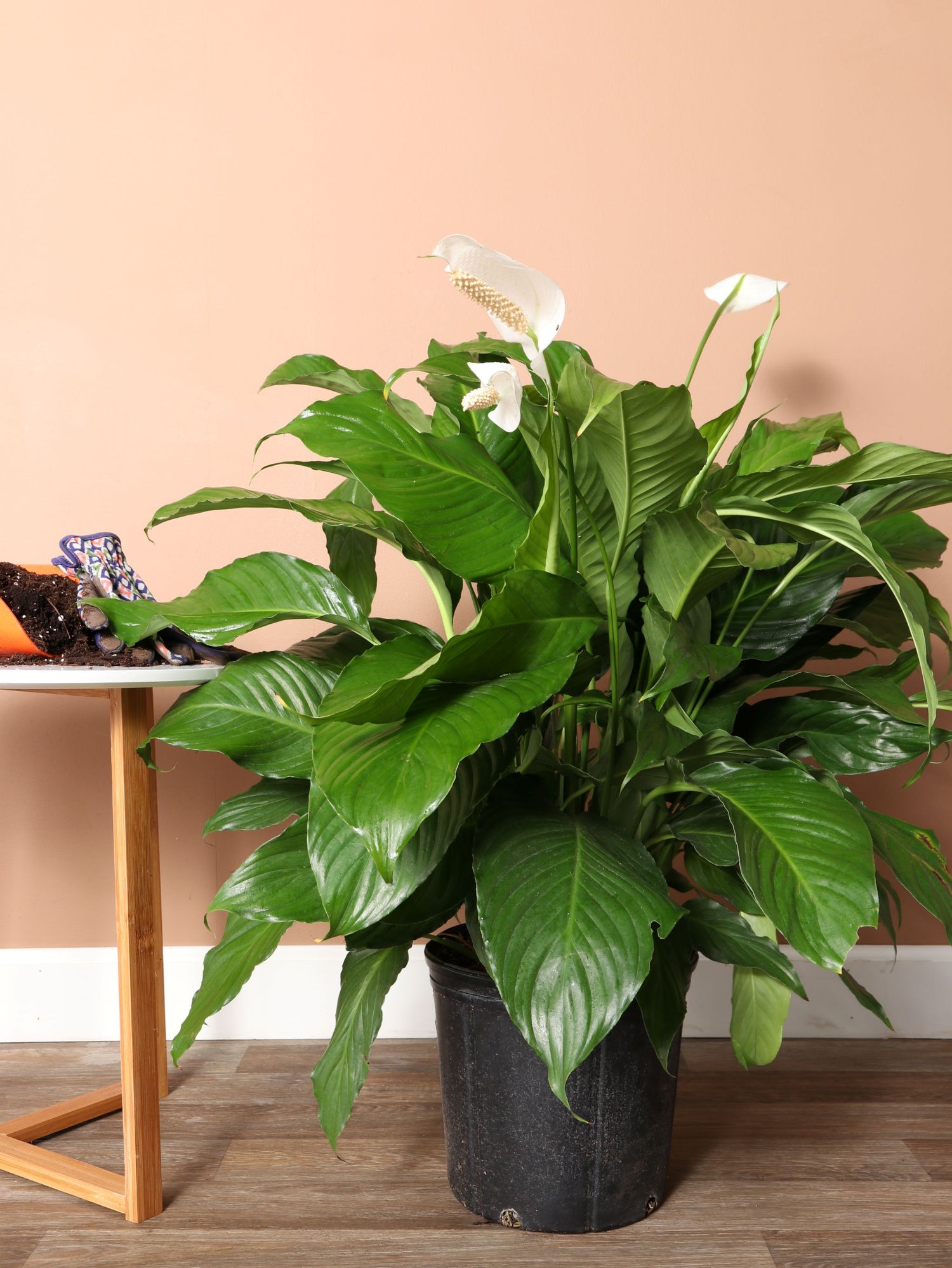 peace lily indoor Buy Large Peace Lily Online | Large Indoor Plant