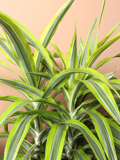 Large Dracaena Warneckii Lemon Lime Bush