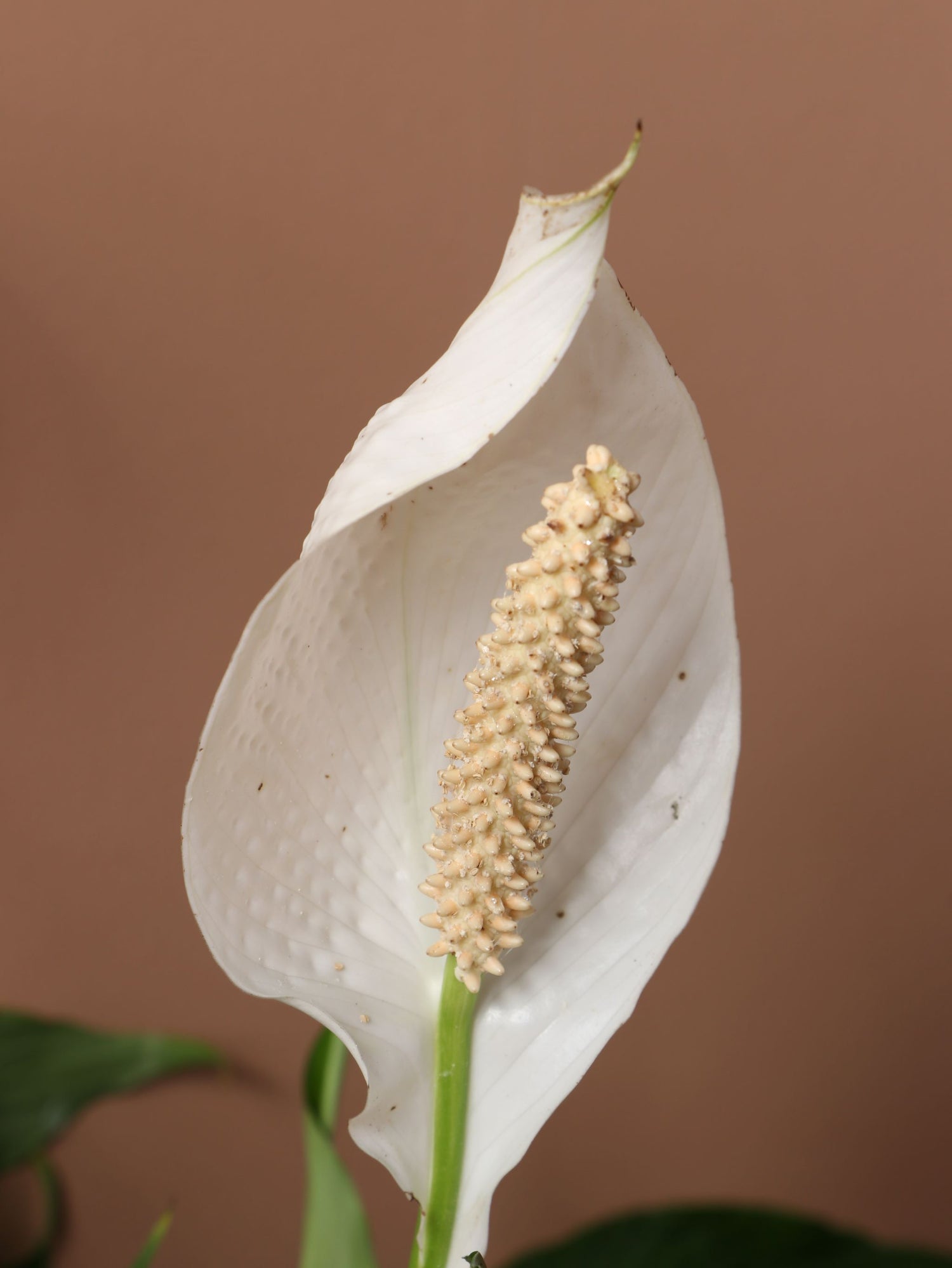 world's biggest peace lily Buy Large Peace Lily Online | Large Indoor Plant