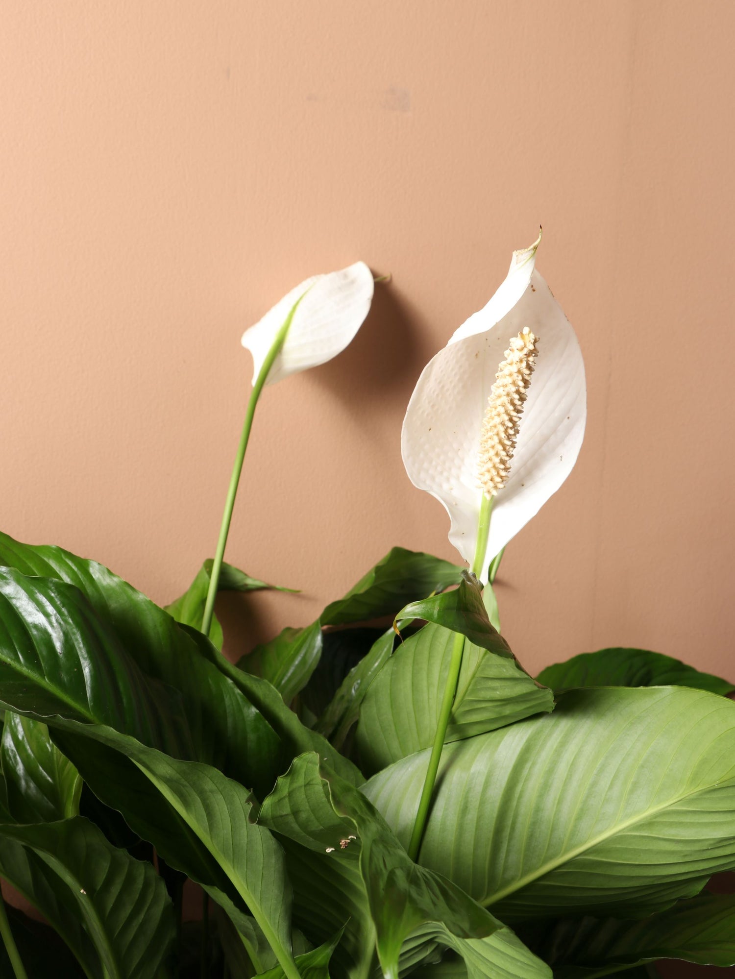 japanese peace lily price Buy Large Peace Lily Online | Large Indoor Plant