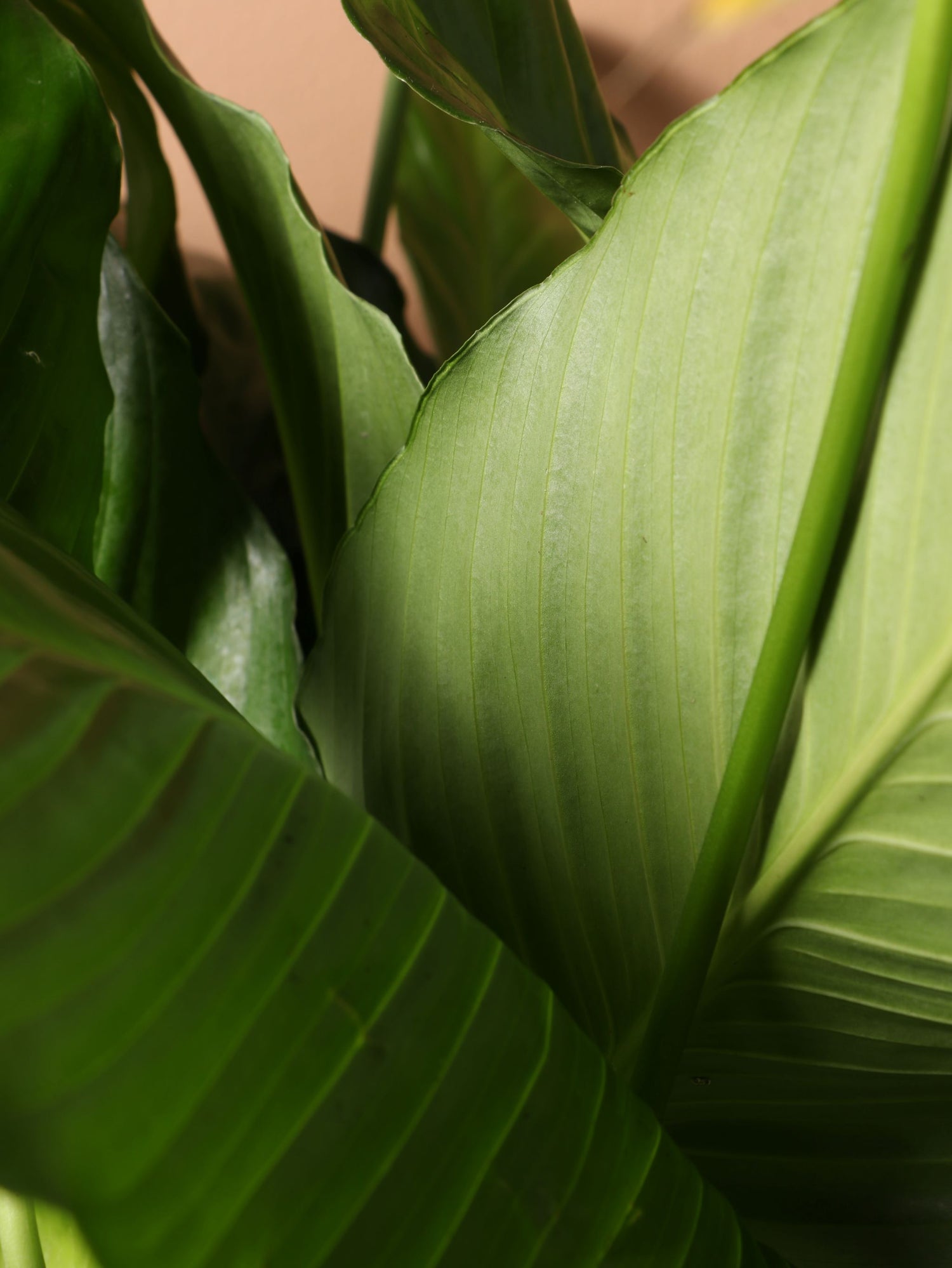 peace lily with large leaves Buy Large Peace Lily Online | Large Indoor Plant
