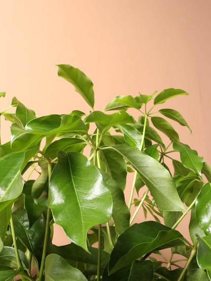 Large Schefflera &