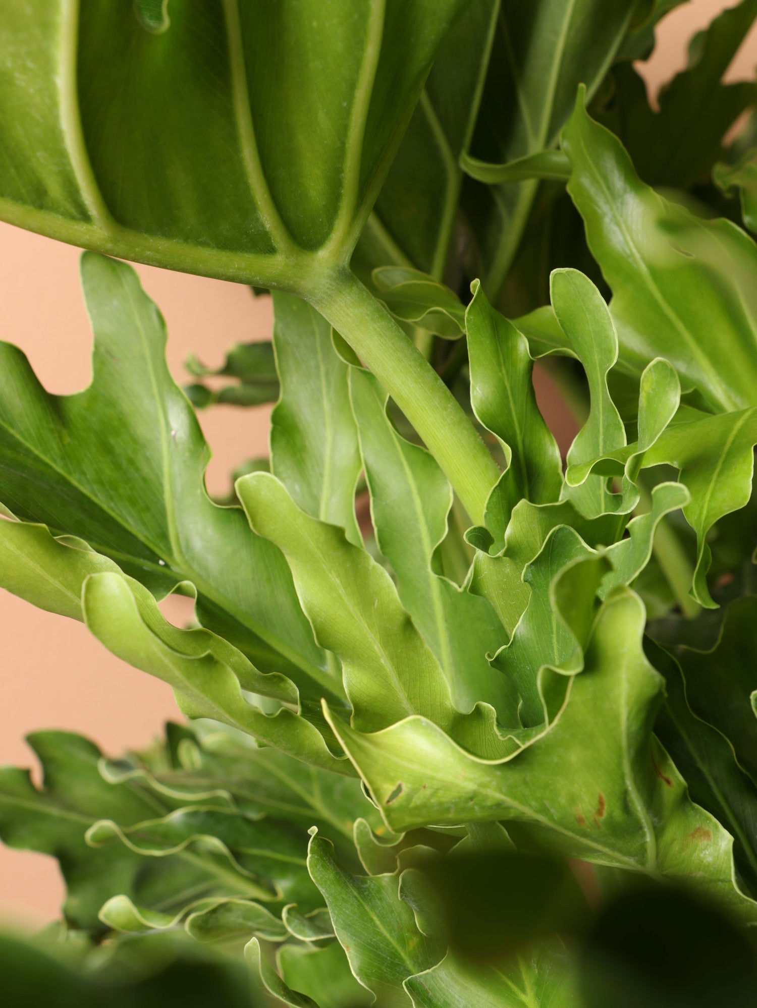 giant philodendron selloum Buy Philodendron 'Selloum' Online | Large Indoor Plant