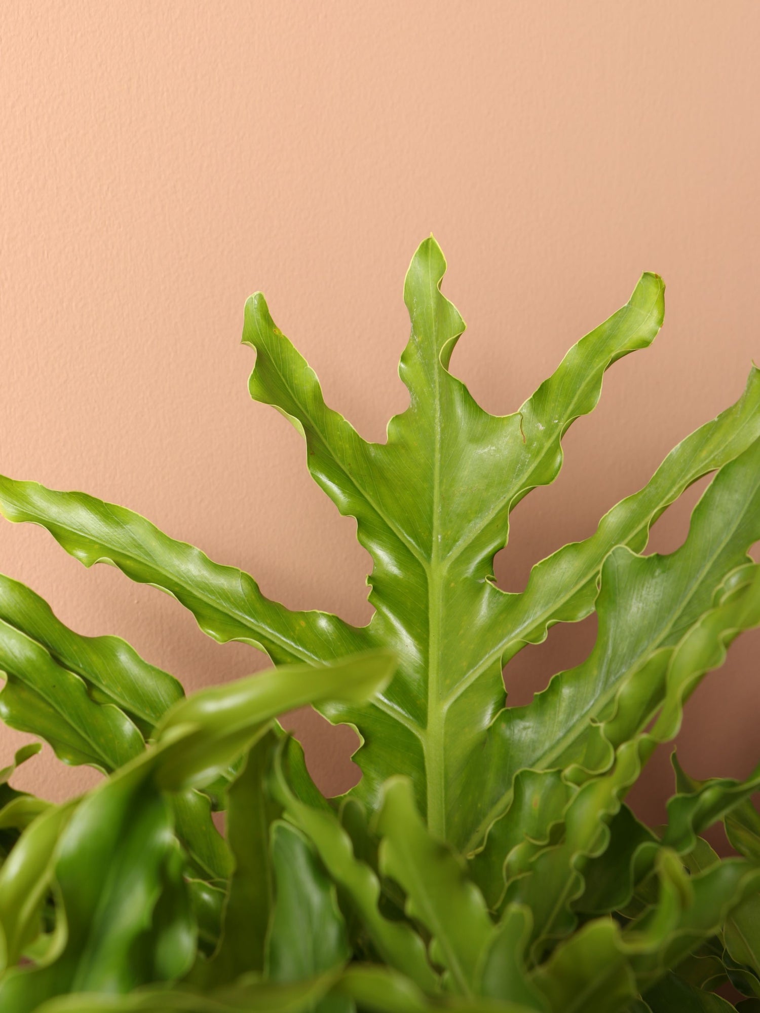 giant philodendron selloum Buy Philodendron 'Selloum' Online | Large Indoor Plant