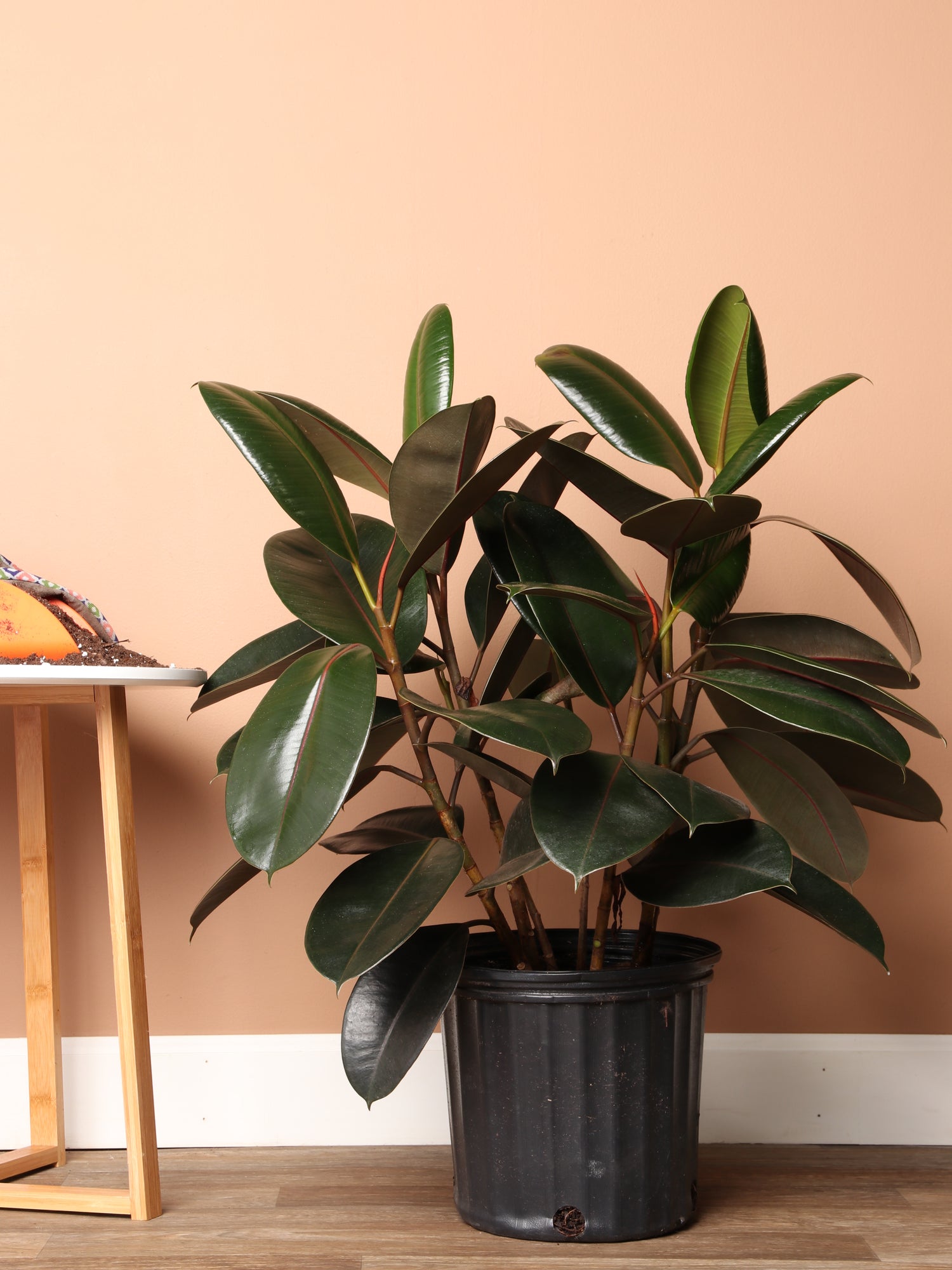 large rubber tree for sale Buy Large Rubber Tree Bush Online | Large Indoor Plant