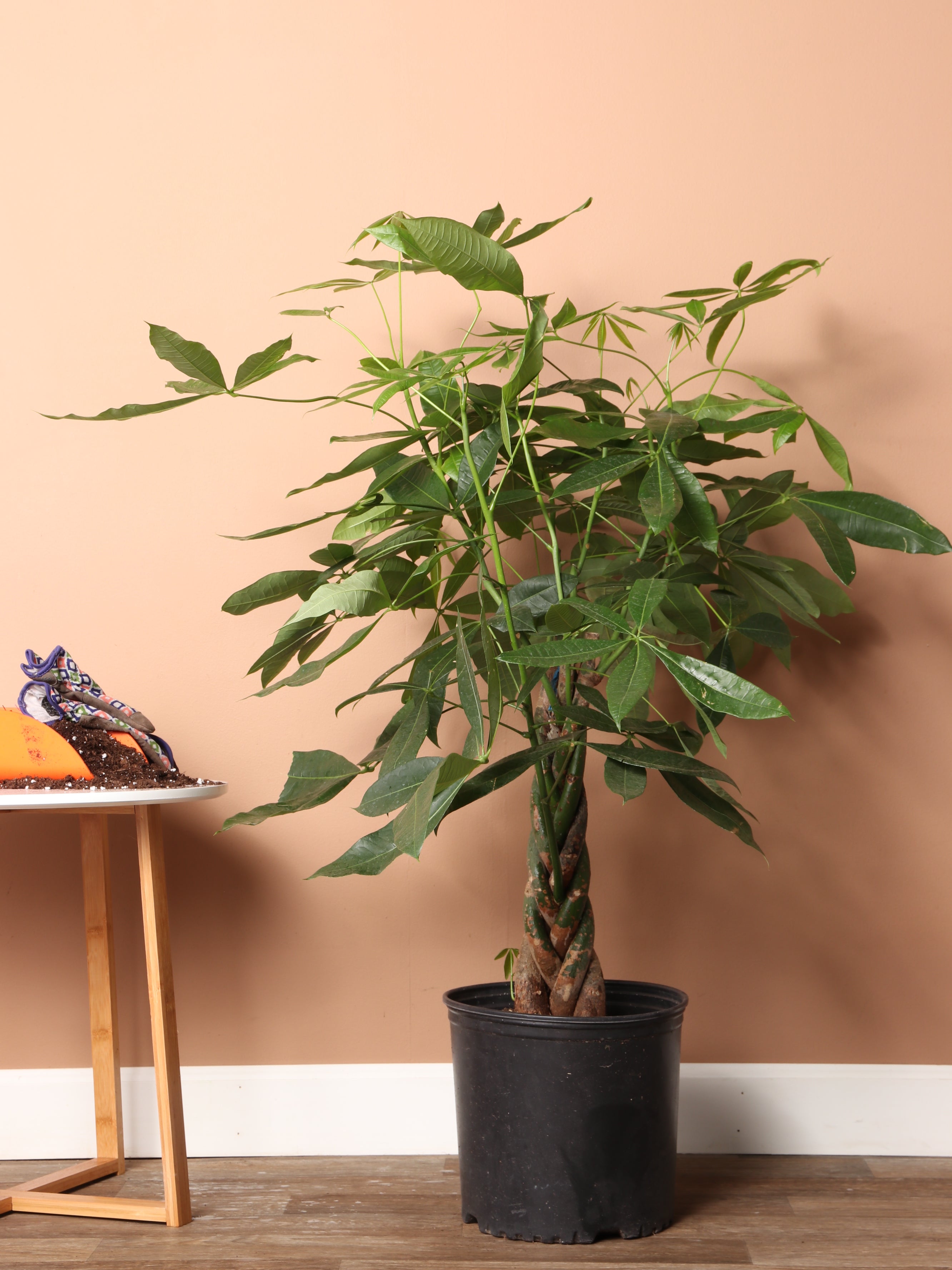 Money Tree Images