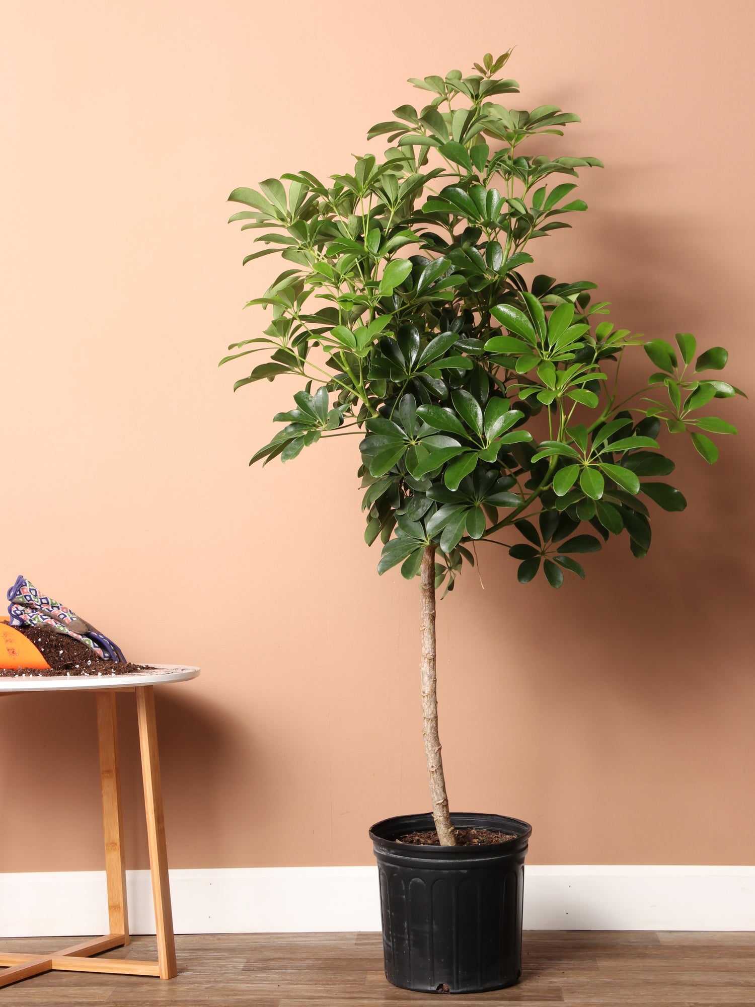 schefflera house plant Schefflera Arboricola Indigo