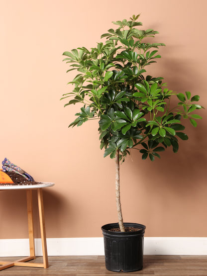 Large Schefflera &