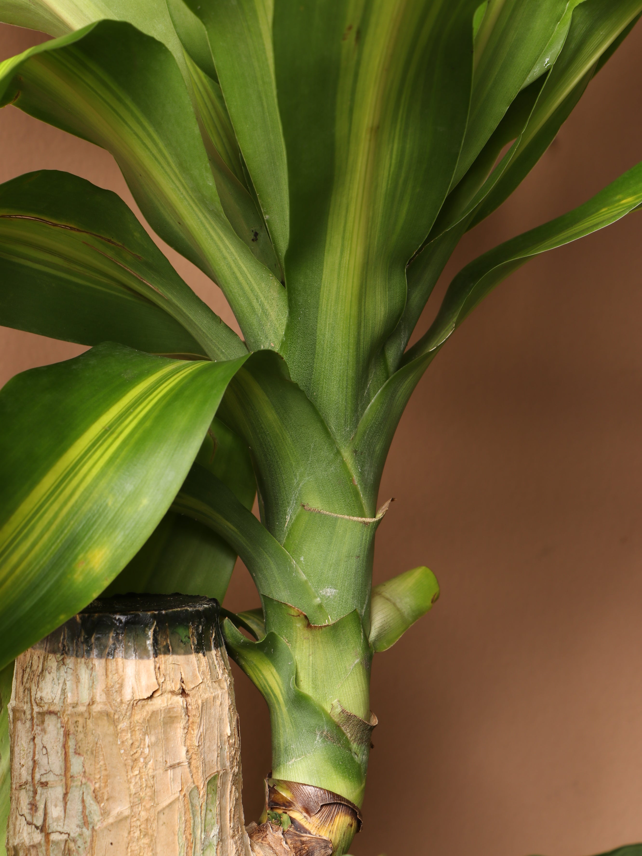 Large Mass Cane