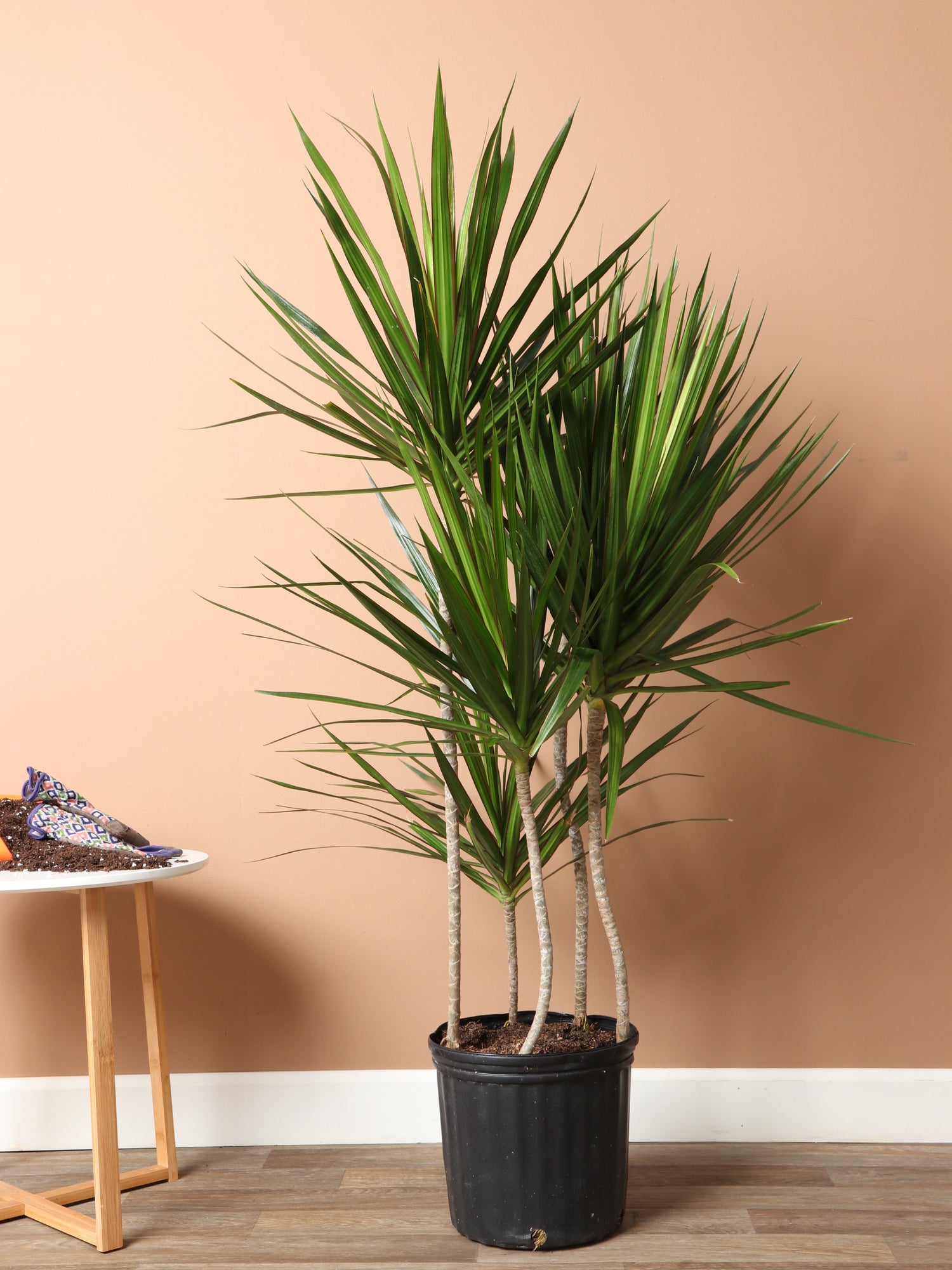 buy dracaena plant Large Dracaena Marginata