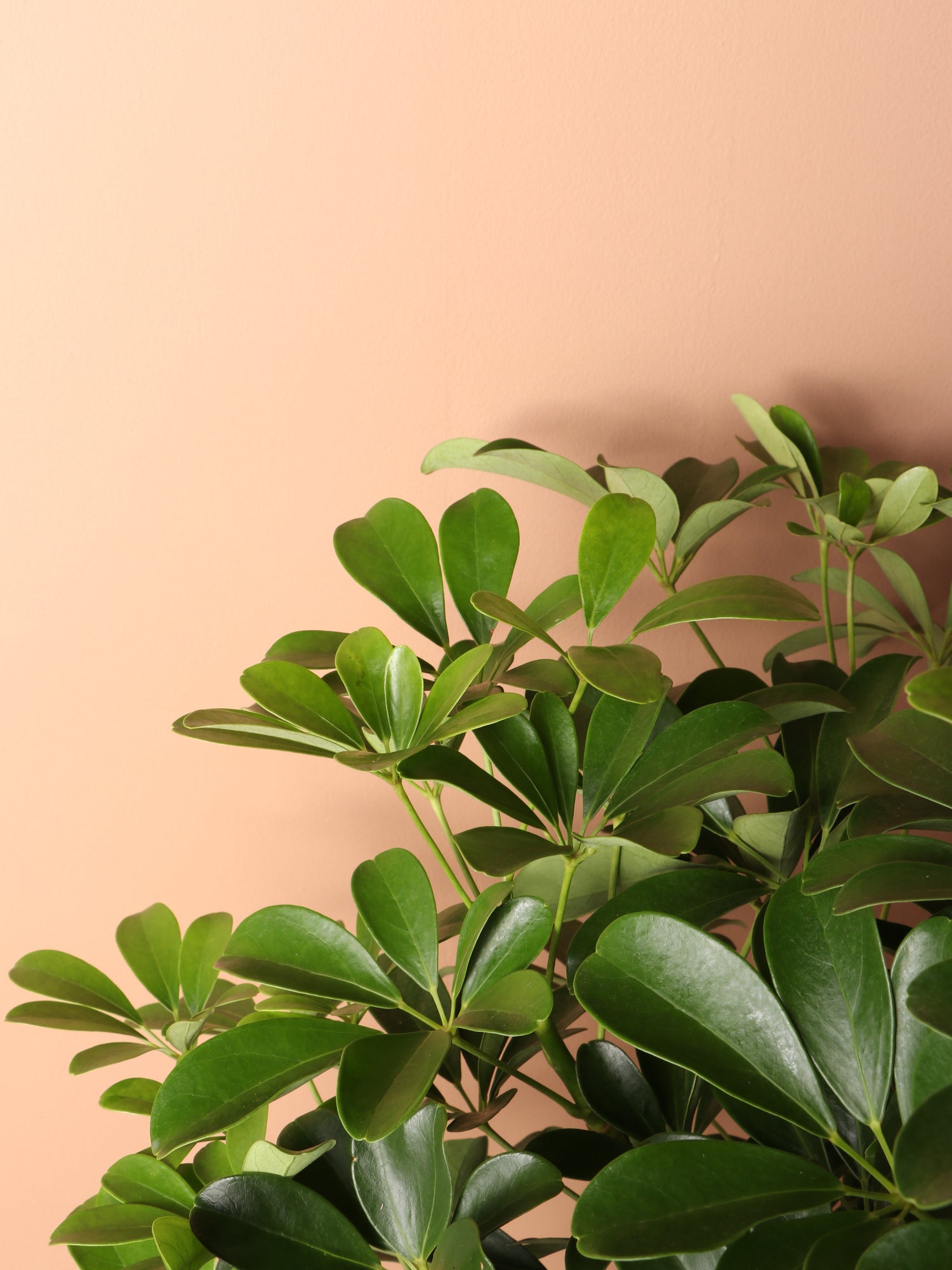 schefflera arboricola buy online Schefflera Arboricola Indigo