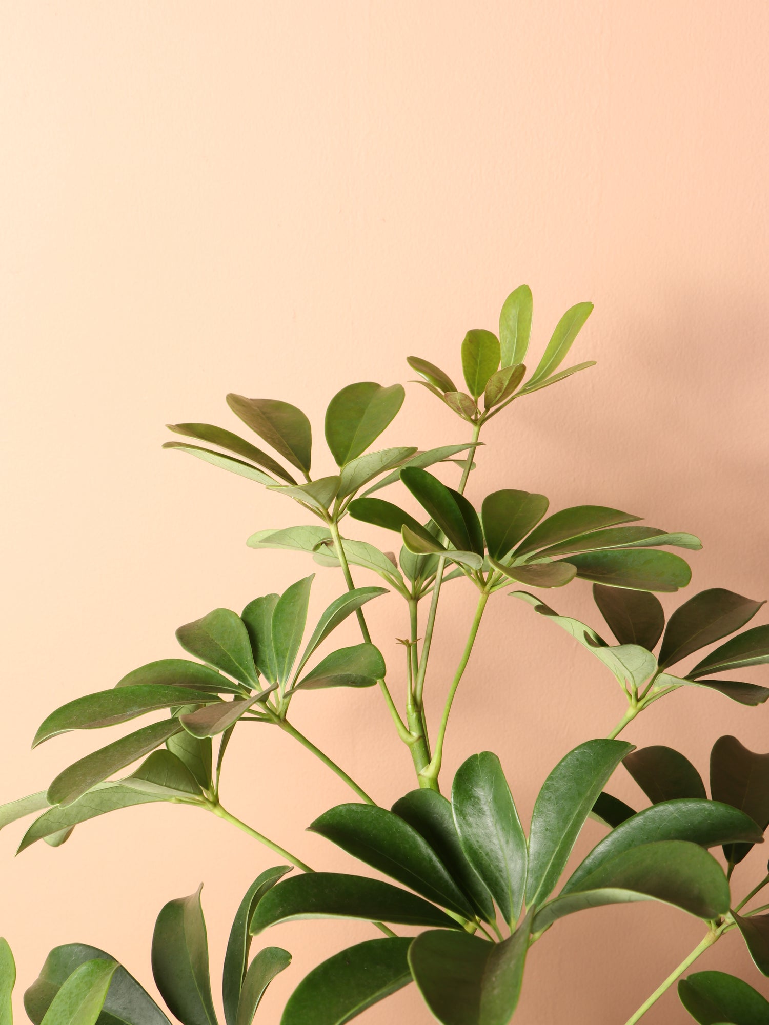 Large Schefflera &