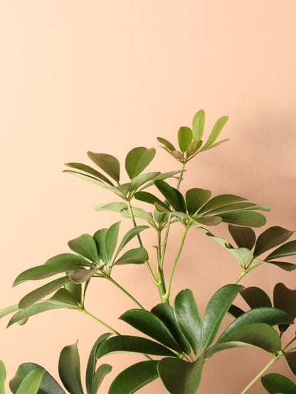 Large Schefflera &