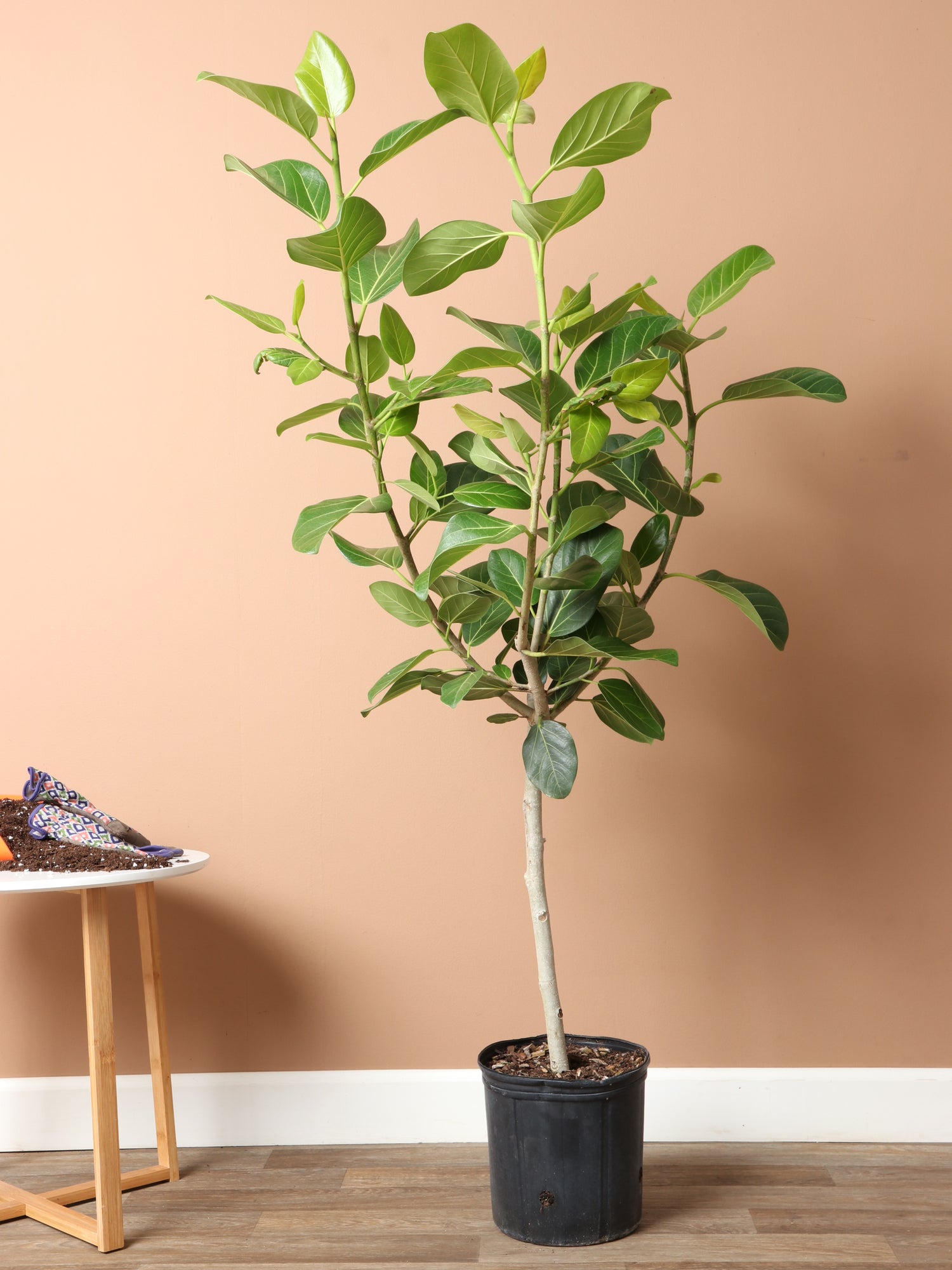 ficus audrey online Buy Large Audrey Ficus Std Online | Rare Indoor Plant