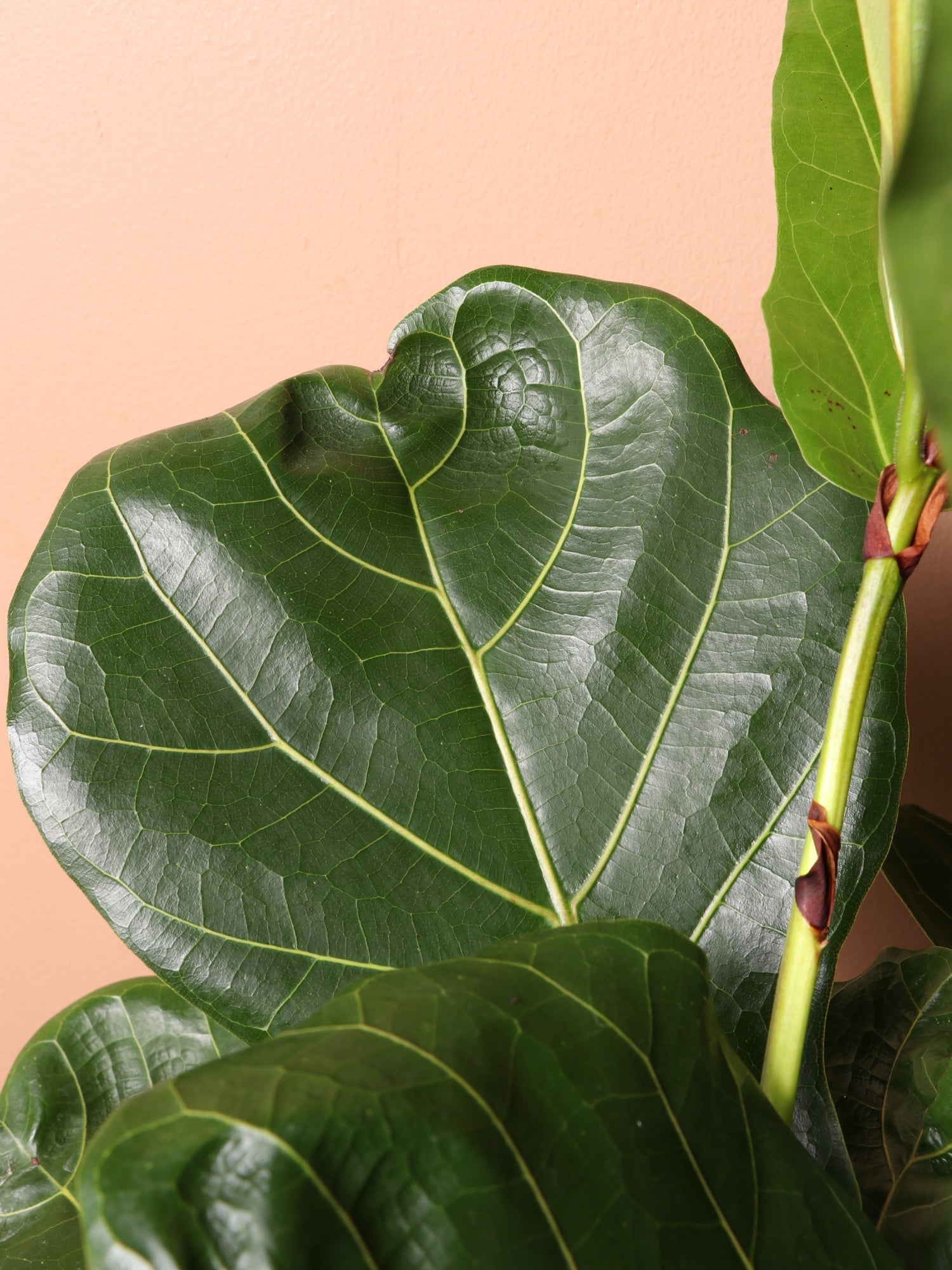 large fiddle leaf fig tree real 3-5 FT Fiddle Leaf Fig- NYC, NJ, CT, Boston, Providence, Washington DC, Baltimore, Philadelphia, Princeton, Long Island, and Upstate NY Local Plant Delivery – Dahing Plants