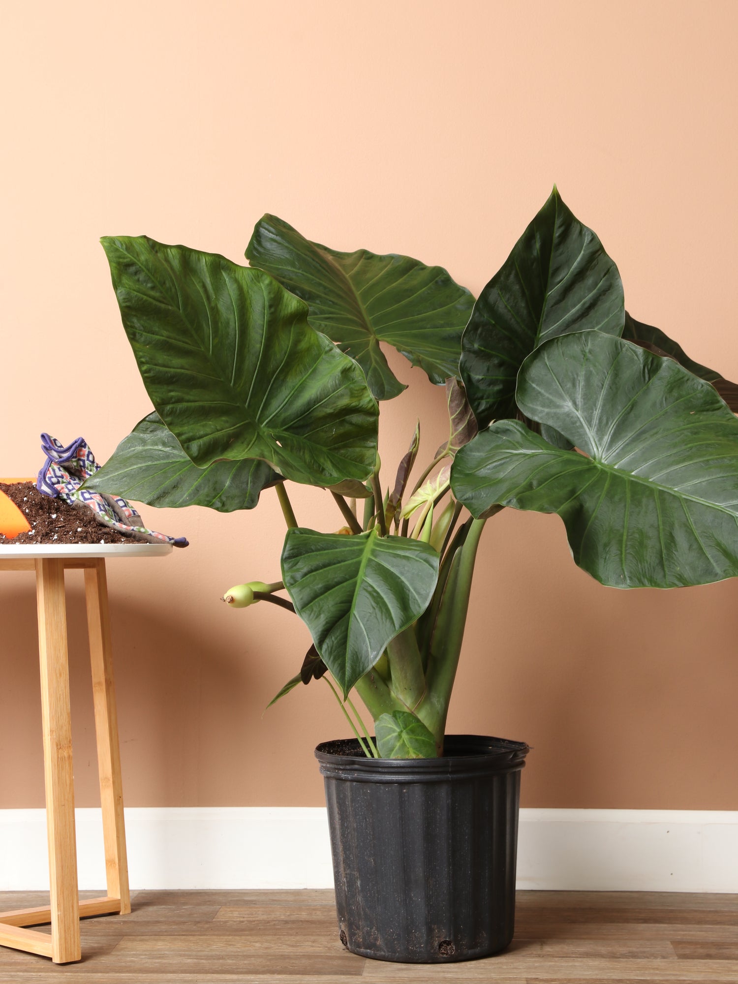 elephant ear plant alocasia regal shield Large Alocasia 'Regal Shield'