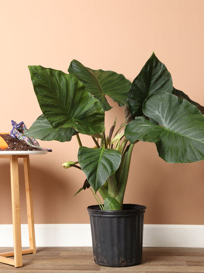 Large Alocasia &