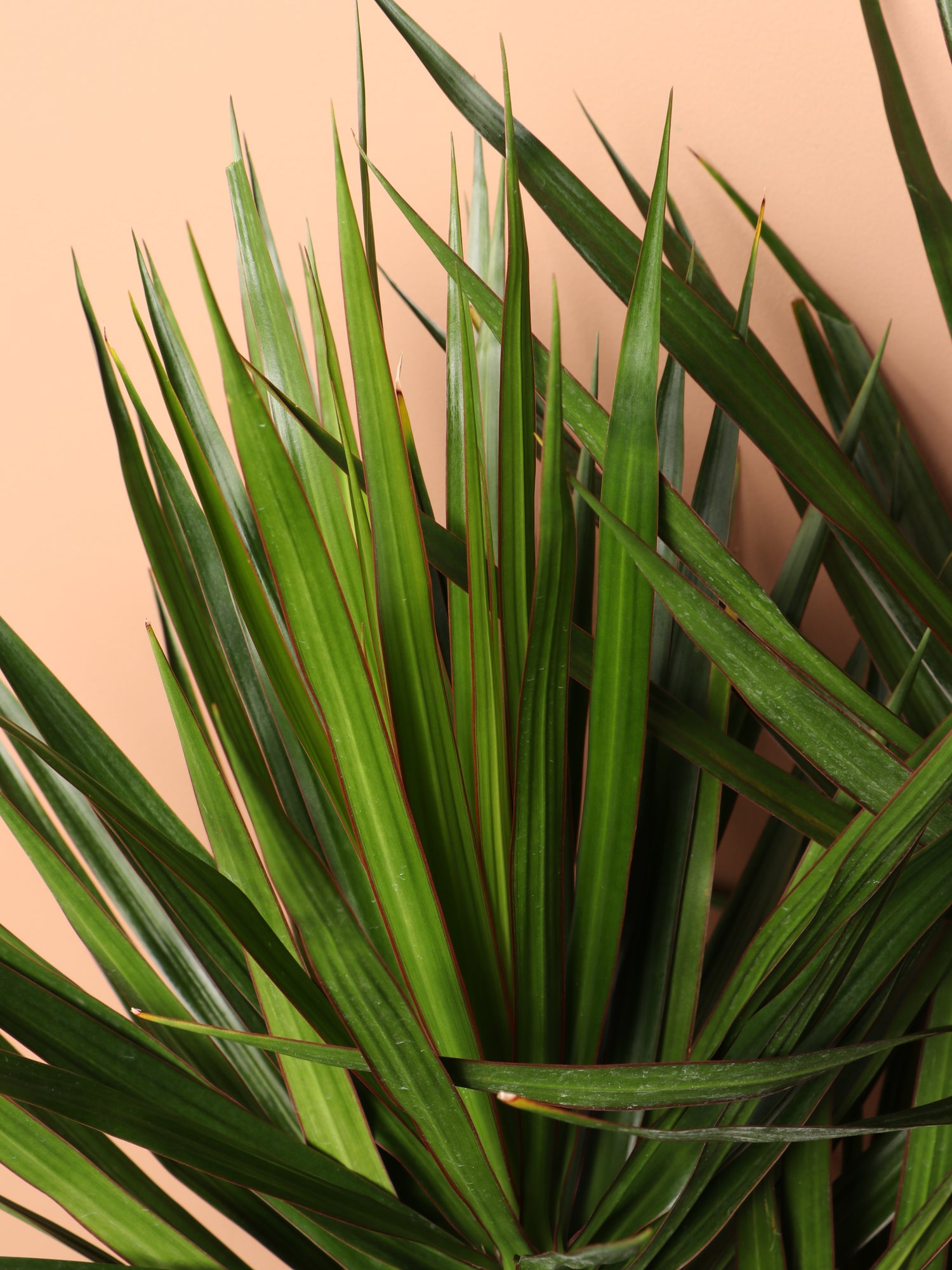 dracaena long leaves Buy Dracaena Marginata Online | Large Indoor Plant