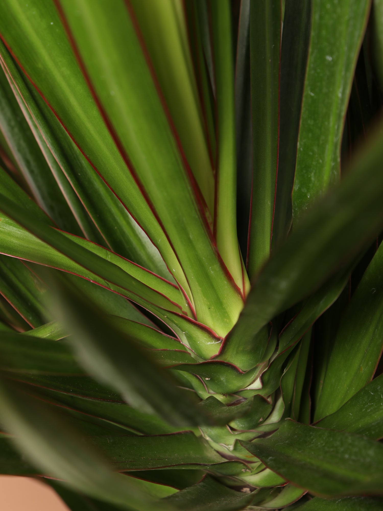 red edged dracaena houseplant Buy Dracaena Marginata Online | Large Indoor Plant