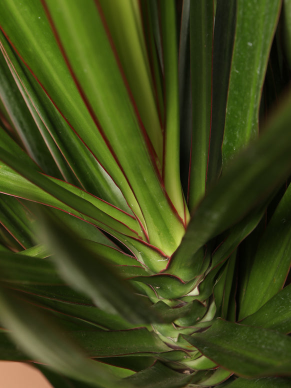 Large Dracaena Marginata