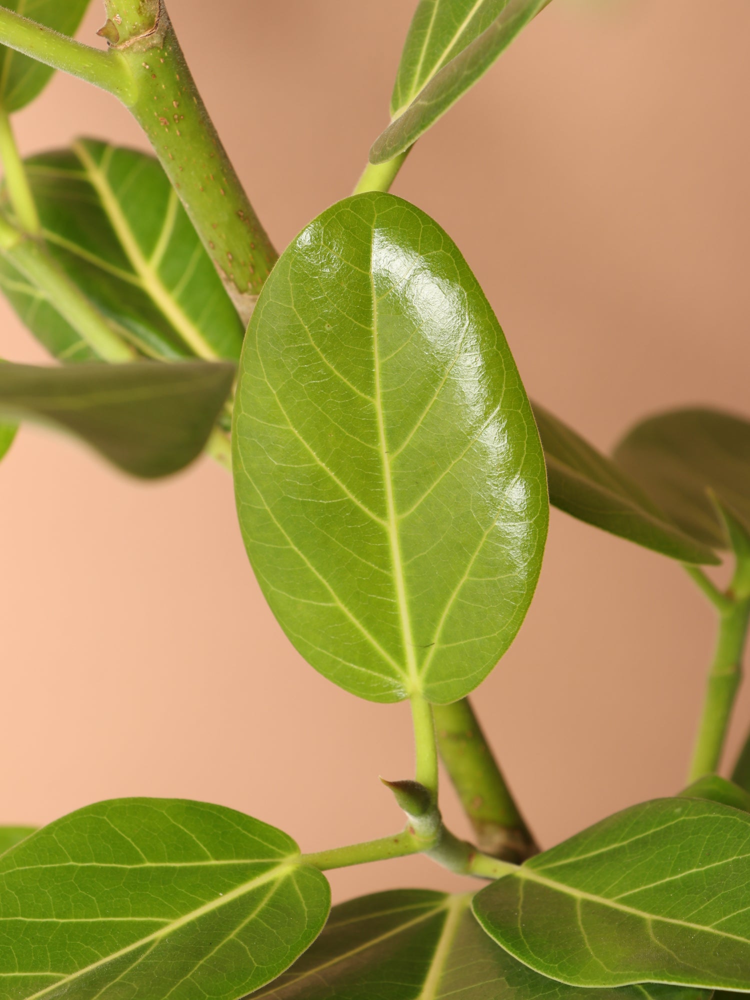 ficus audrey drooping Buy Large Audrey Ficus Std Online | Rare Indoor Plant