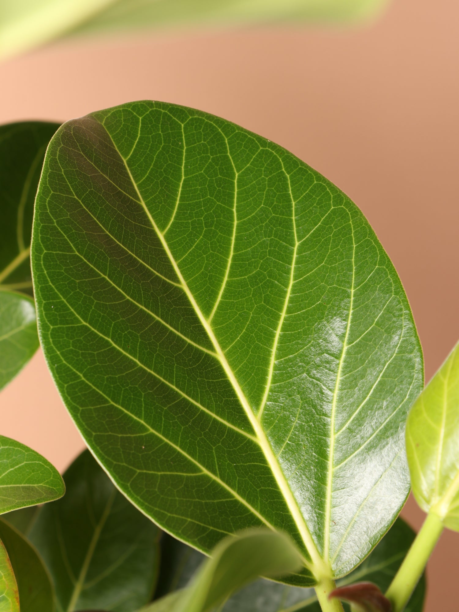 3-5 FT Audrey Ficus Std – Dahing Plants