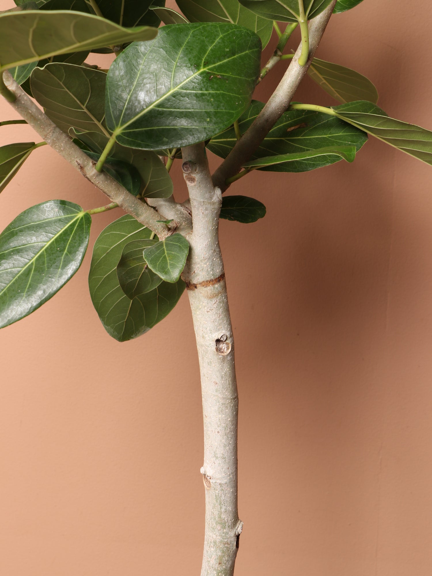 ficus audrey new growth Buy Large Audrey Ficus Std Online | Rare Indoor Plant