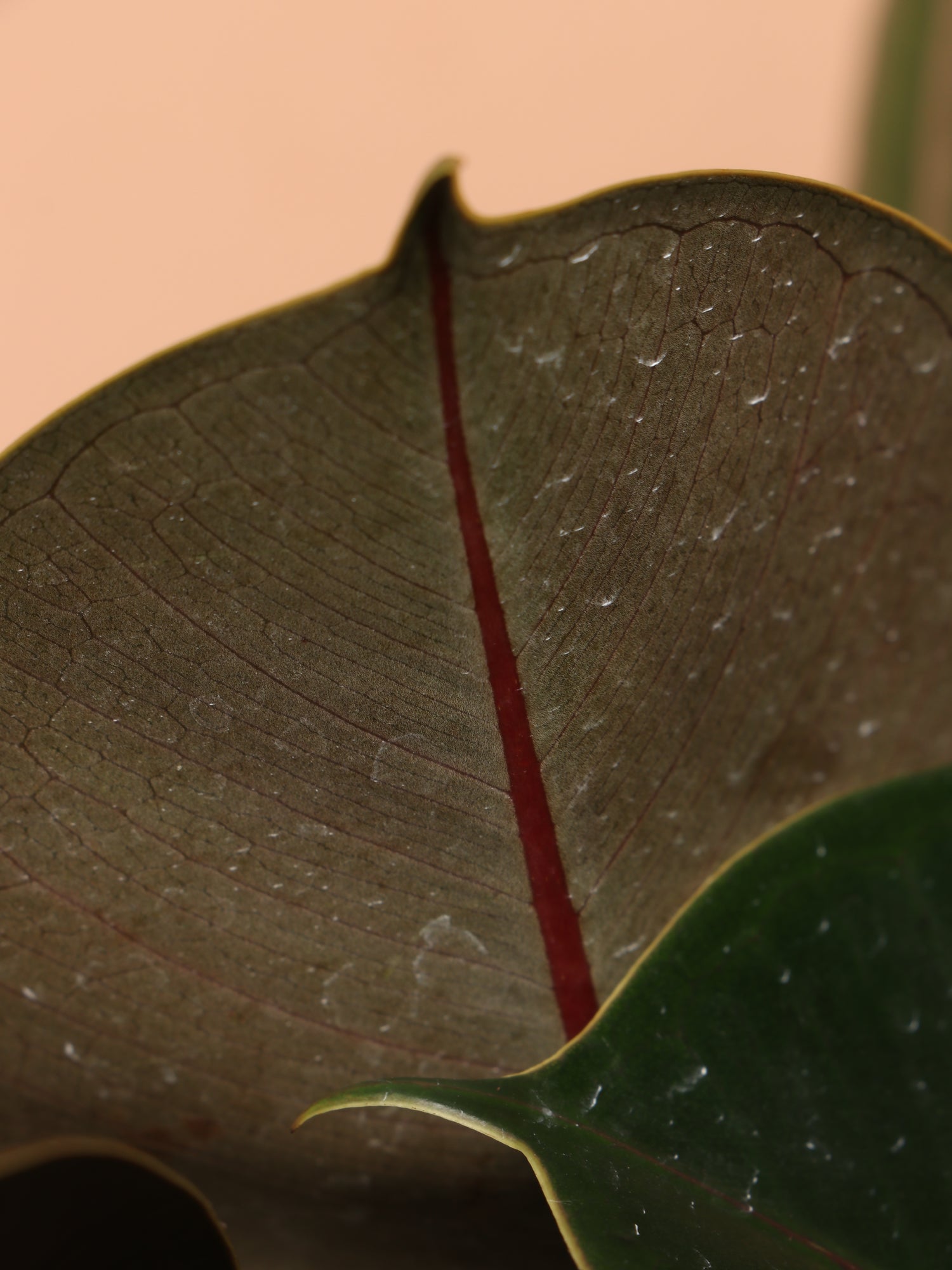 rubber tree buy online Buy Large Rubber Tree Bush Online | Large Indoor Plant