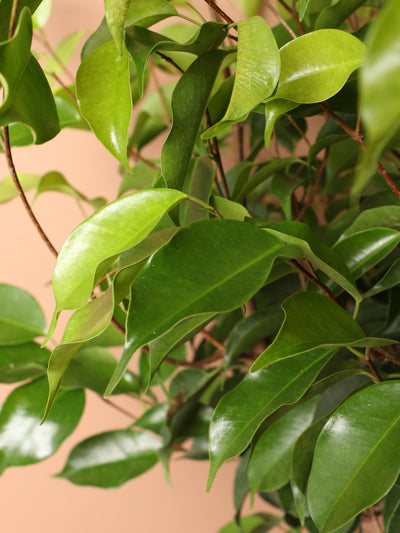 Large Benjamina Ficus