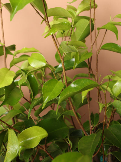 Large Benjamina Ficus
