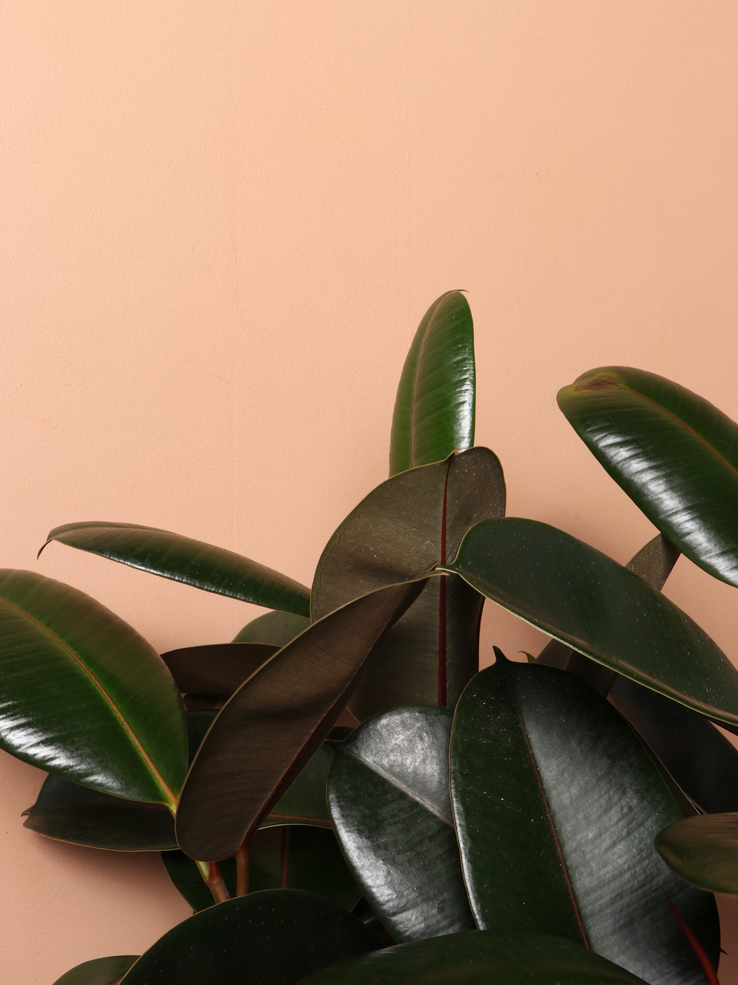 3-5 FT Rubber Tree Bush- NYC, NJ, CT, Boston, Providence, Washington DC,  Baltimore, Philadelphia, Princeton, Long Island, and Upstate NY Local Plant  Delivery – Dahing Plants