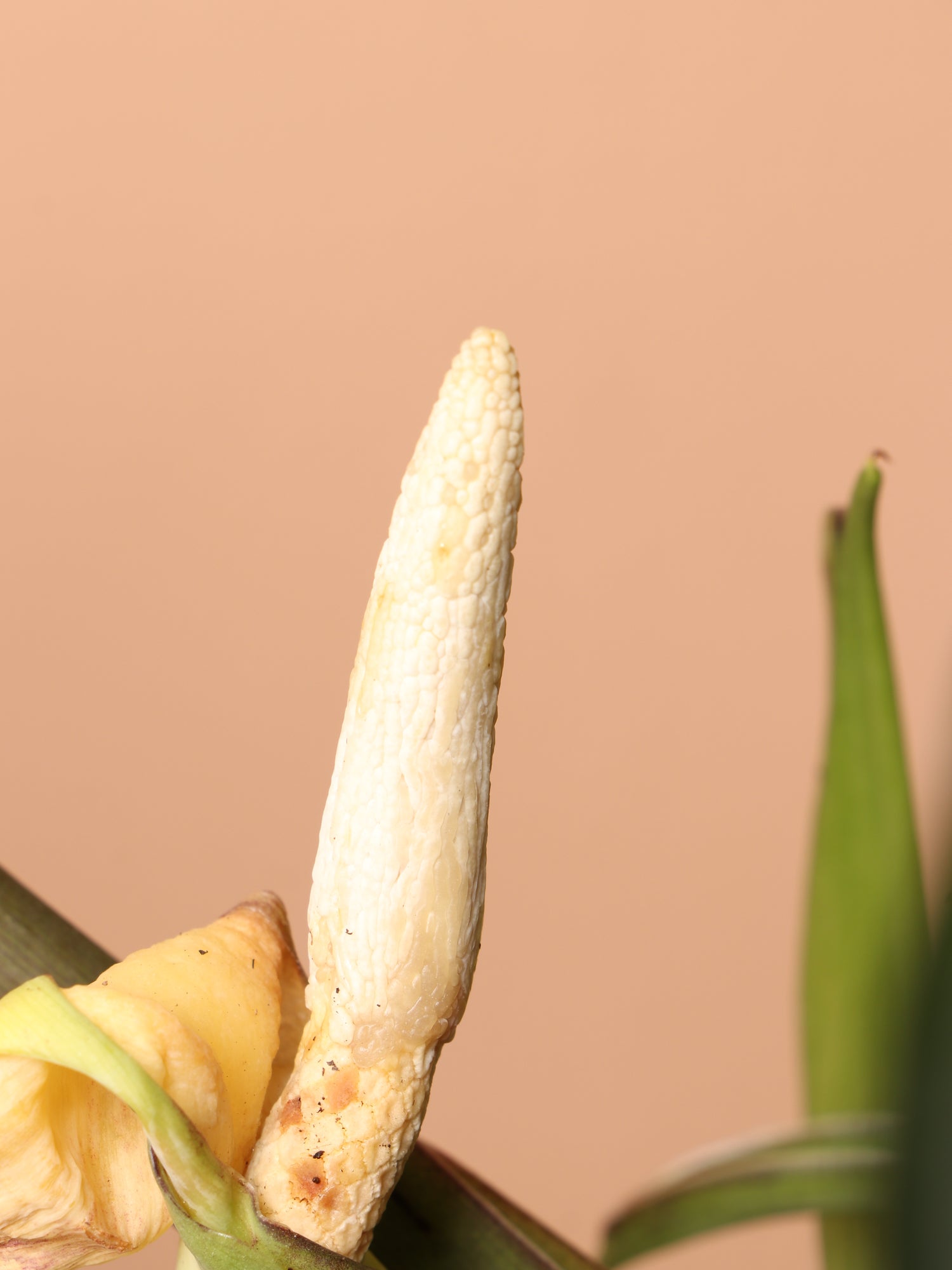 alocasia flower seeds Buy Alocasia 'Regal Shield' Online | Large Indoor Plant