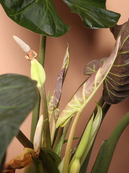 Large Alocasia &