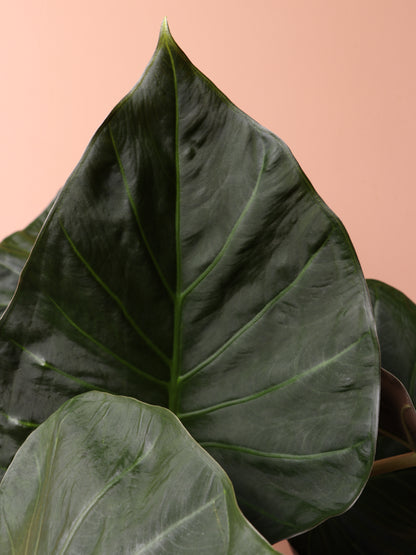 Large Alocasia &