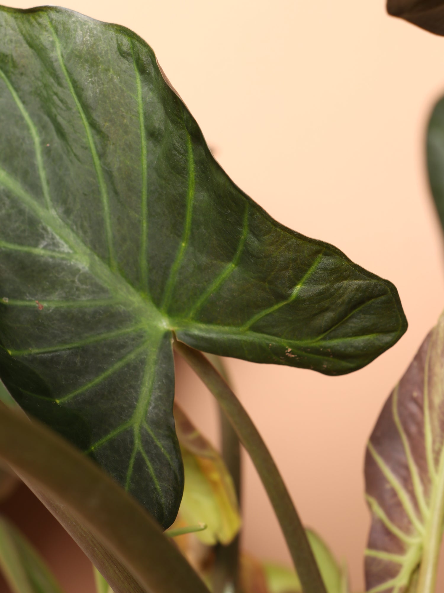 Large Alocasia &
