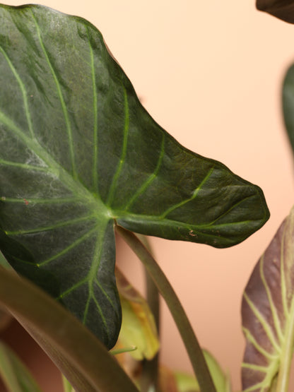 Large Alocasia &